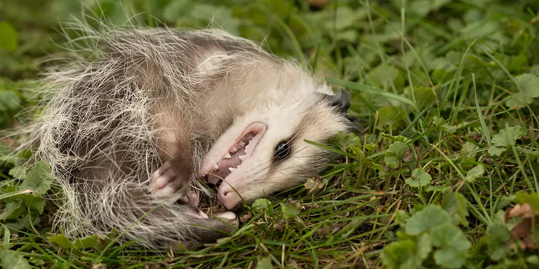 A possum playing dead